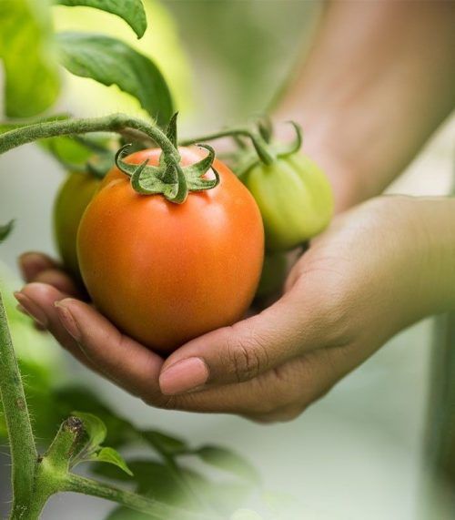 Alimentación consciente